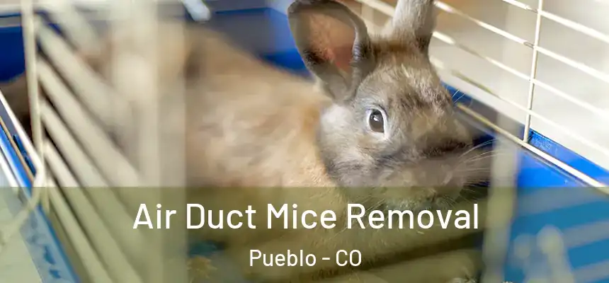  Air Duct Mice Removal Pueblo - CO
